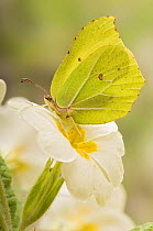 Brimstone butterfly (Goneopteryx rhamni) Male at rest on Primrose flower, West Sussex, UK April