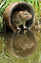 Brown rat (Rattus norvegicus) looking out from old pipe, captive, UK, April
