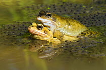 Common frogs (Rana temporaria) Pair in amplexus among frogspawn, Hertfordshire, UK, March