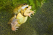 Common frogs (Rana temporaria) Pair in amplexus among frogspawn, Captive, UK, March