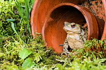 Common european toad (Bufo Bufo) Female sitting in flower pot, Hertfordshire, UK April
