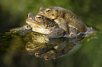 Common european toad (Bufo Bufo) Pair in amplexus in pond, Hertfordshire, UK, March