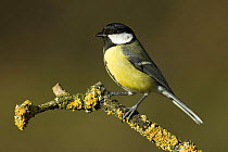 Great tit (Parus major) Portrait on lichen covered twig, Hertfordshire, UK, February