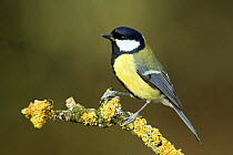Great tit (Parus major) Portrait on lichen covered twig, Hertfordshire, UK, January