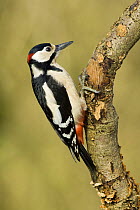 Great spotted woodpecker (Dendrocopus major) Male on branch, Hertfordshire, UK, February