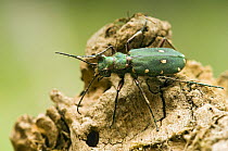Green tiger beetle (Cicindela campestris) cleaning eye, Captive, UK April