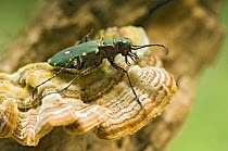 Green tiger beetle (Cicindela campestris) Captive, UK April