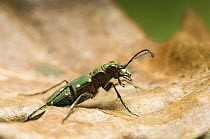 Green tiger beetle (Cicindela campestris) Captive, UK April