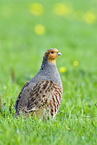 Grey Partridge (Perdix perdix) Portrait in meadow, Co Durham, UK, May