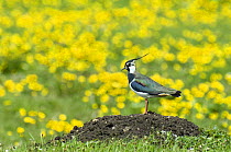 Lapwing (Vanellus vanellus) On mole hill in meadow of kingcups, Co Durham, UK, May