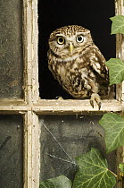 Little Owl (Athene noctua) in window of derelict building, Captive, UK, January