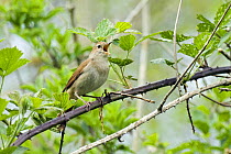 Nightingale (Luscinia megarhynchos) Male singing among brambles, Sussex, UK April