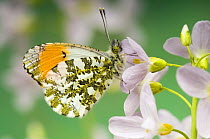 Orange Tip (Anthocaris cardamines) Male at rest on Cuckoo flower / Lady's smock, West Sussex, UK April