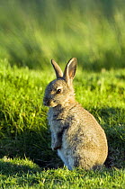 European rabbit (Oryctolagus cuniculus) young rabbit alert in evening sun, Co Durham, UK, May