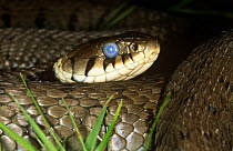 Grass snake {Natrix natrix} male with eyes glazed prior to moulting, Surrey, UK