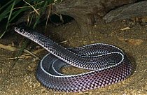 Cape file snake {Mehelya capensis} raising head, Limpopo, South Africa