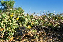 Angulate tortoise {Chersina angulata} in habitat, Little Karoo, South Africa