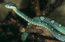 Sri Lankan pit viper {Trimeresurus trigonocephalus} on log, captive, from Sri Lanka