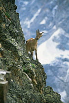 West caucasian taur {Capra caucasica} female on steep rocky hillside, Bezengi Gorge, central caucasus range, Eurasia