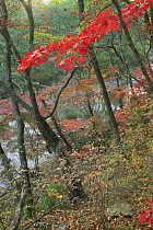 Broadleaf forest, Kedrovaya Pad Zapovednik (Nature reserve) Primorsky, SE Russia, October 2006