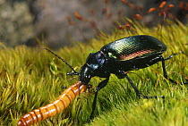 Ground beetle {Calosoma sycophanta} feeding on insect larva, Stara Planina Mt, Bulgaria