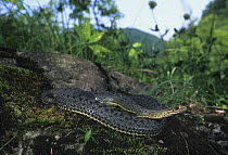 Montpellier snake (Malpolon monspessulanus), Kresna Gorge, Bulgaria