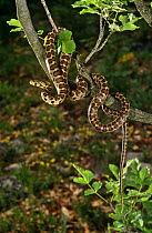 Leopard rat snake {Elaphe situla} in habitat,  Kresna Gorge, Bulgaria