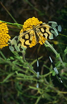 Thread winged antlion {Nemoptera sinuata} Kresna Gorge, Bulgaria