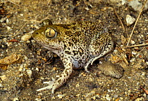 Syrian spadefoot toad {Pelobates syriacus balcanicus} Rupite, Bulgaria