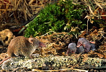 Lesser white toothed shrew {Crocidura sauveolens} bringing insect prey to feed babies, Sinemoretz, Bulgaria