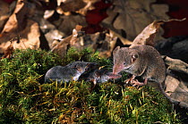 Lesser white toothed shrew {Crocidura sauveolens} bringing prey to feed babies, Sinemoretz, Bulgaria