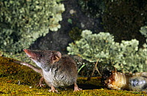 Lesser white toothed shrew {Crocidura sauveolens} with insect prey, Sinemoretz, Bulgaria