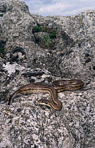 Four lined rat snake {Elaphe quatuorlineata} basking on rocks, Kresna Gorge, Bulgaria