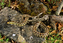 Leopard rat snake {Elaphe situla} basking, Kresna Gorge, Bulgaria