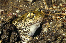 Syrian spadefoot toad {Pelobates syriacus balcanicus} in mud hole, Rupite, Bulgaria