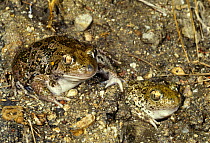 Syrian spadefoot toads {Pelobates syriacus balcanicus} Rupite, Bulgaria