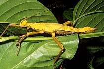 Giant horny stick insect {Heteropteryx dilatata} female, Malaysia
