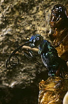 Jewel wasp {Chrysididae} emerging from Cockroach host, Kenya
