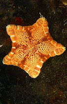 Sea star {Peltaster placenta} Greece