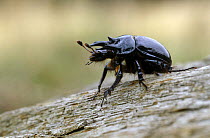 Minotaur beetle {Typhaeus typhoeus} on tree bark, UK