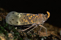 Planthopper {Enchophora sp} Ecuador
