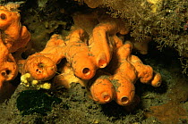 Tube sponge {Verongia aerophoba} Mediterranean Sea
