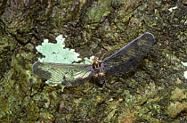 Derbid bug (Mysidia sp) with wings extended in rainforest, Trinidad