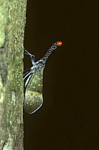 Lanternfly (Pyrops sp) on a tree in rainforest, Malaysia