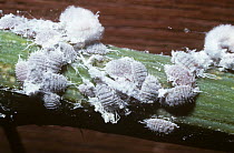Glasshouse mealybugs (Pseudococcus affinis) on Passion flower vine, UK