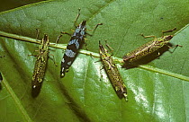 Leafhoppers (Rhaphirrhinus phosphoreus) sucking sap from a rainforest tree and exuding honeydew on to the leaf from their rear ends, Peru
