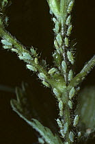 Aphids (Microlophium carnosum) on a nettle (Urtica dioica) UK