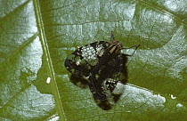 Bug (Biolleyana sp) in rainforest, Costa Rica