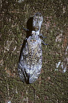 Peanuthead bug (Laternaria / Fulgora laternaria) well camouflaged on the trunk of its host tree in tropical dry forest, Costa Rica