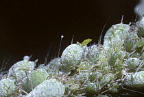 Lupin aphids (Macrosiphum albifrons) with female giving birth to live offspring by parthenogenesis, UK